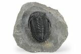 Very Nice Hollardops Trilobite - Orange Eye Preservation #245921-2